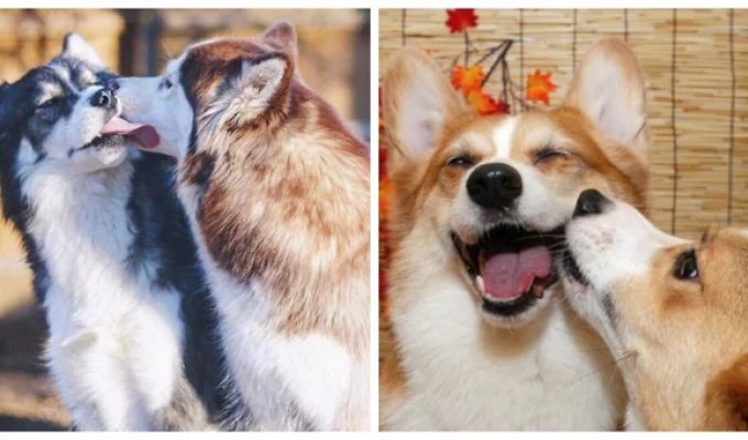 20 dogs that radiate tenderness and love to kiss (21 photos)