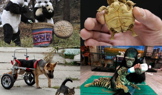 50 лучших фотографий животных за 2011 год (50 фото)