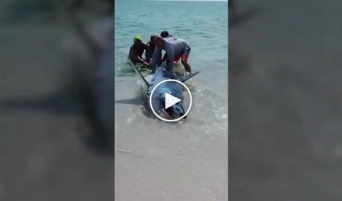 Посетители пляжа спасли крупную акулу