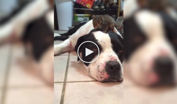 Protecting the little ones. Dog protects new friend from cat