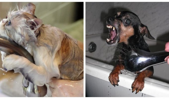 Animals that hate water procedures (16 photos)