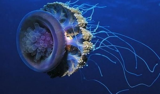 Медузы: красивое зрелище (38 фото)