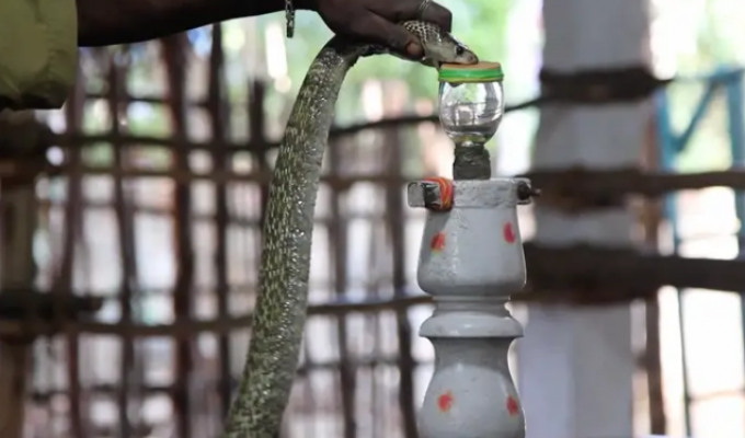 How snake venom is collected and what does horses have to do with it (10 photos)