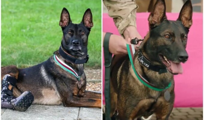 Служебный пес потерял задние лапы, спасая солдат в Афганистане (6 фото)