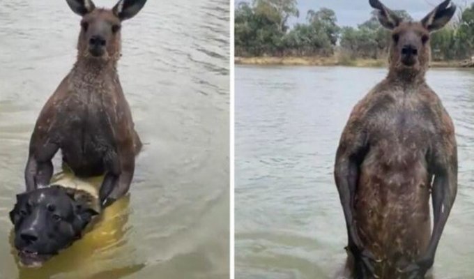 Why do kangaroos hate dogs so much that they are willing to kill them? (3 photos + 4 videos)