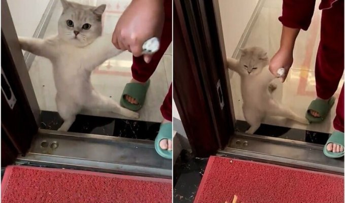 "You can't make me": the cat does not want to go outside because of the cold (4 photos + 1 video)