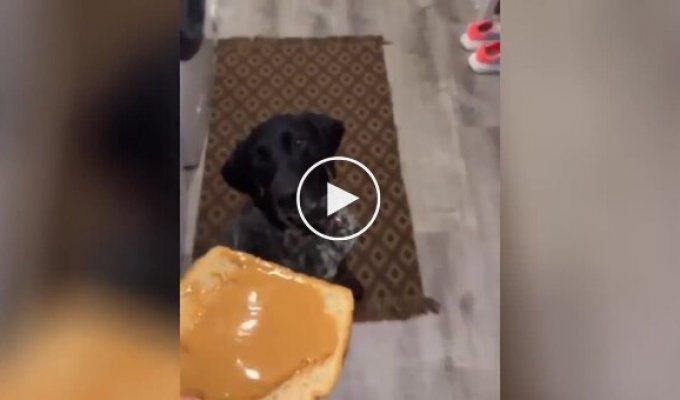 Пес не зміг впоратися з бутербродом