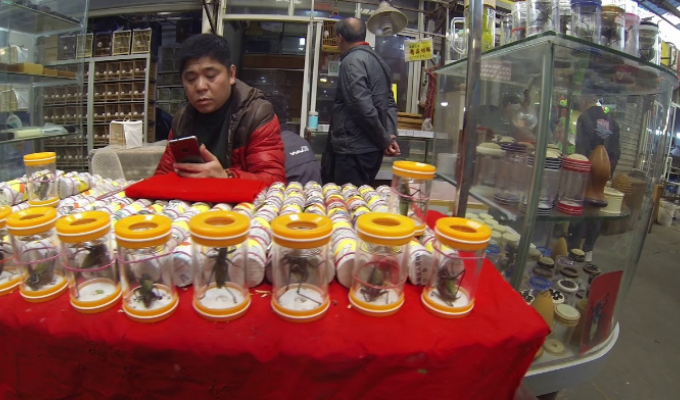 How a Chinese town sells crickets for millions (5 photos)
