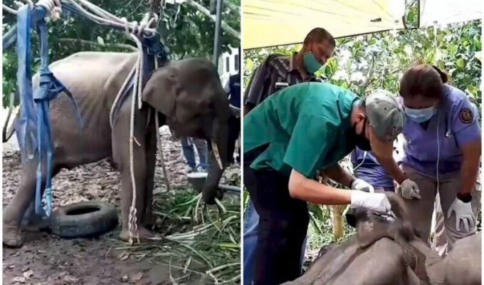 Люди, будьте людьми: тайский охотник выстрелил в слоненка, который забрел на его ферму (8 фото)