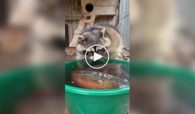 Енот и рыба в тазу