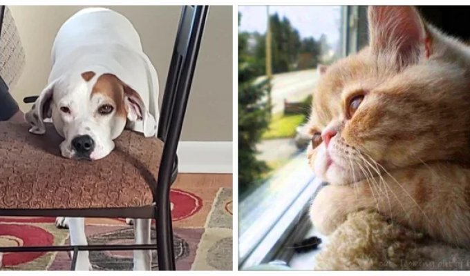 25 pets that suffer from boredom, but look charming (26 photos)