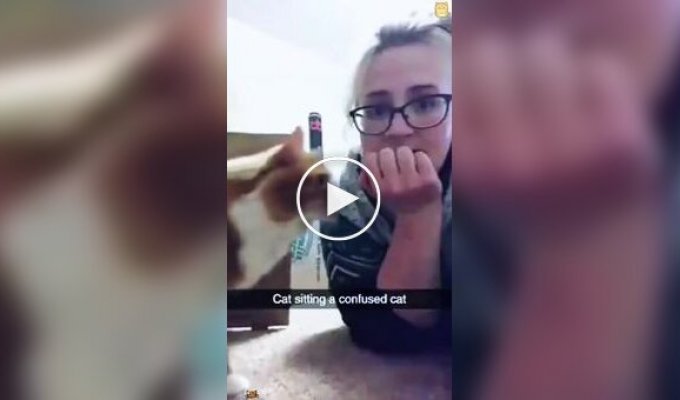 Из жизни рыжих котов