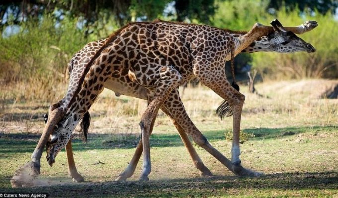 Страстное танго в исполнении жирафов (8 фото)