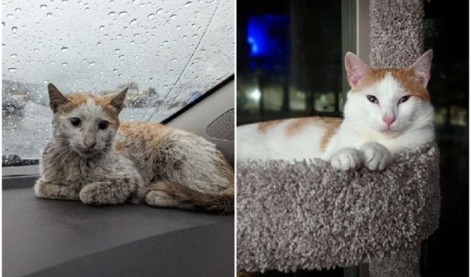 Спасибо, люди: 30 трогательных фото кошек до и после спасения (31 фото)