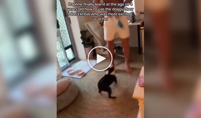 Реакция псов на двери для животных