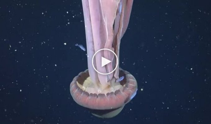 Огромная медуза, которую называют гигамедуза