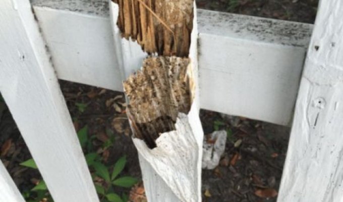 Термиты тайком уничтожили забор изнутри (3 фото)