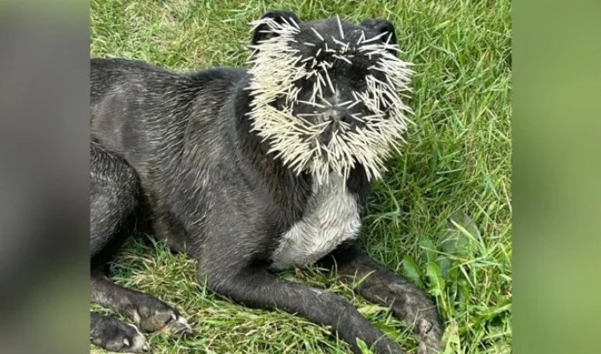 In Canada, a bull terrier received 1,500 quills after attacking a porcupine (2 photos + 2 videos)