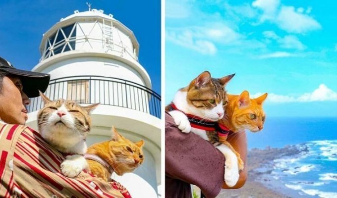 Дайкичи и Фуку-Чан - кошки, которые путешествуют вместе со своим хозяином (25 фото)