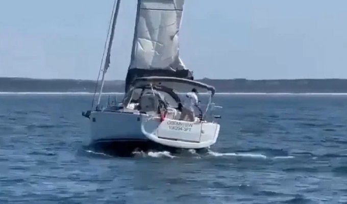 A pod of killer whales sank a yacht off the coast of Portugal (3 photos + 1 video)