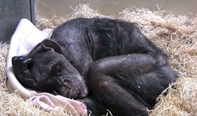 59-летняя умирающая шимпанзе отказывалась от еды, но потом она услышала голос своего друга (7 фото + 1 видео)