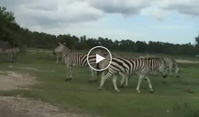 Зебры решили развлечься на глазах посетителей сафари парка