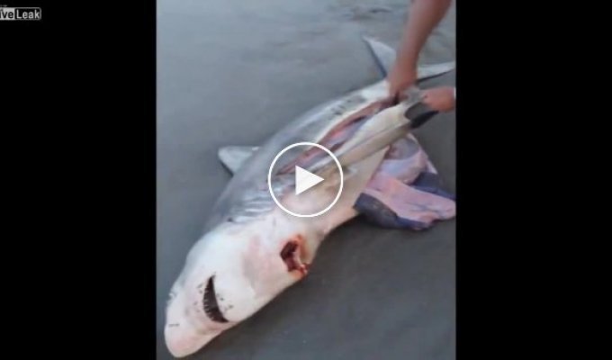 Невероятное спасение акулят из чрева мертвой матери