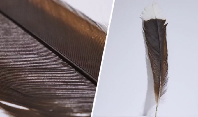 "В прекрасном состоянии": перо вымершей птицы продали за рекордную сумму (2 фото + 1 видео)