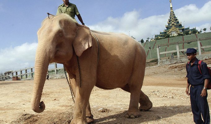 Священный бирманский слон (7 фото)