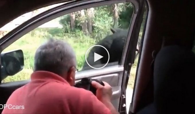 Медведь открыл дверь машины 