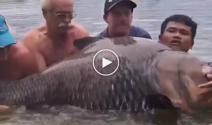 In Thailand, a man caught a huge carp weighing 114 kg using a regular fishing rod
