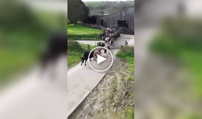 Cows rush to pasture after hibernation