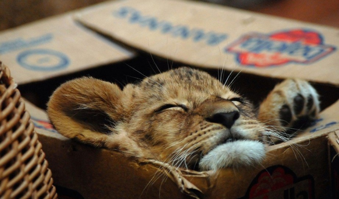 Why do cats love boxes? It turns out that this is not just a whim, but a real need! (5 photos)