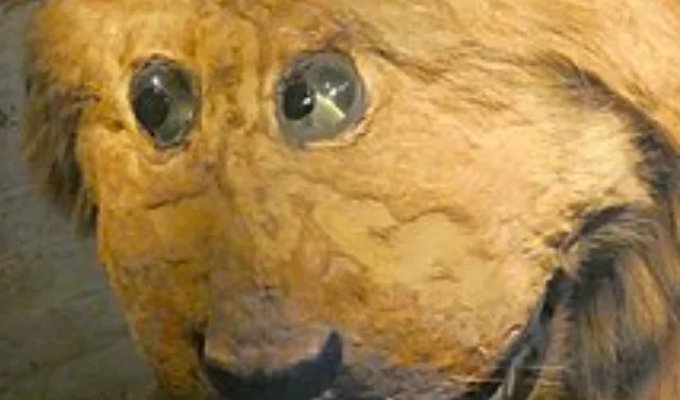 Грипсхольмский лев (3 фото)