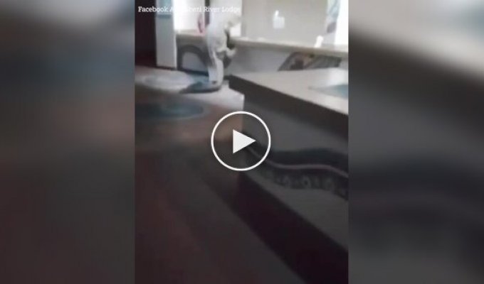 Крокодил відвідав ресторан при готелі в Африці