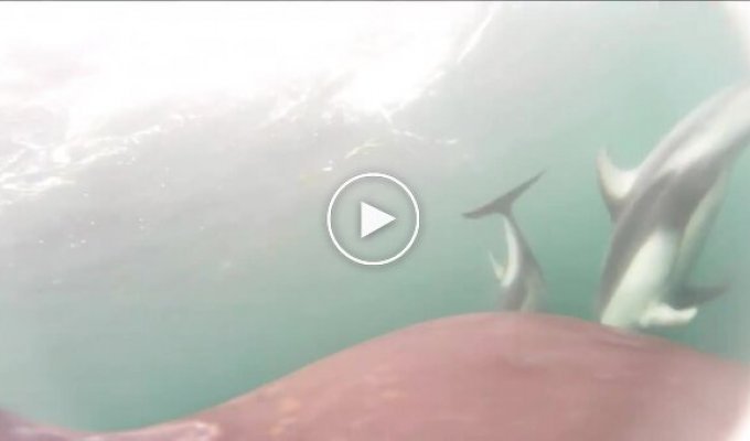 Морские биологи впервые засняли совместную охоту косаток и дельфинов