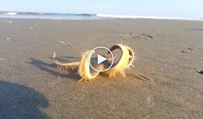 Как ходит морская звезда