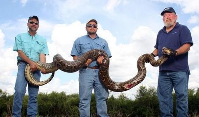 Большая змея в 5 метров и ее внутренности