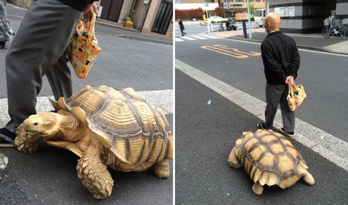 Не каждый может похвастать, что гуляет по Токио в компании большой черепахи (5 фото)