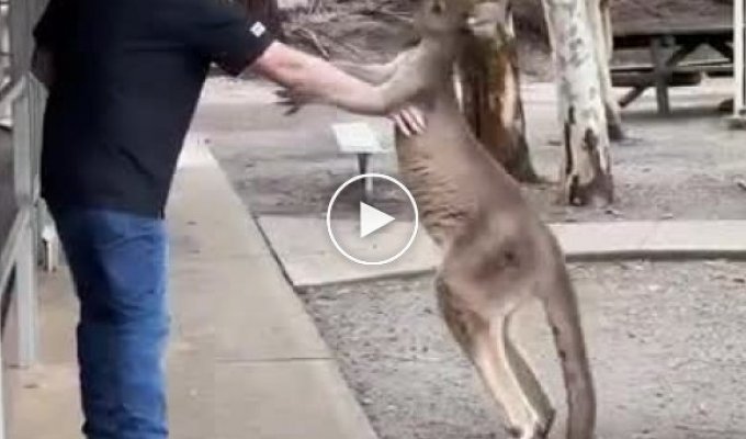 В австралийском заповеднике мужчина случайно подрался с кенгуру
