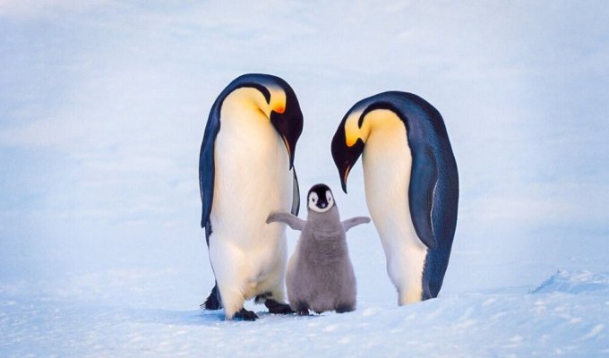 Як імператорські пінгвіни висиджують яйця -50°С при ураганному вітрі Антарктиди (7 фото)