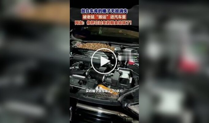 В Китае мужчина нашел под капотом автомобиля 18 кг фундука