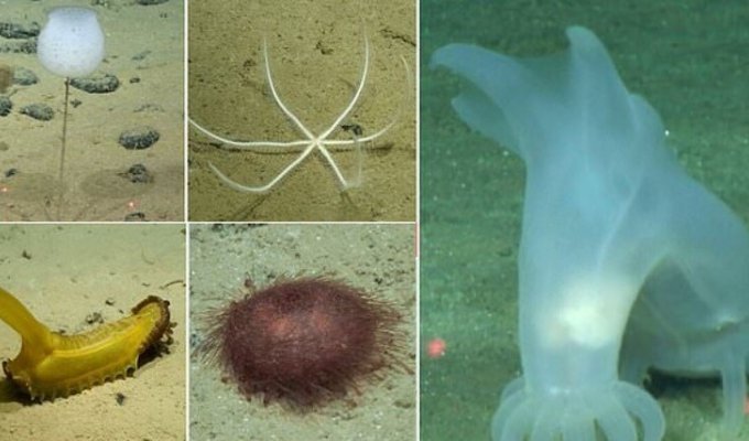 Ученые Музея естественной истории нашли 39 новых видов на дне океана (11 фото + 1 видео)