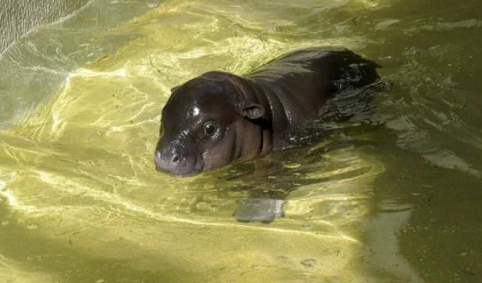 Cuteness of the day: a small hippo is swimming (3 photos)