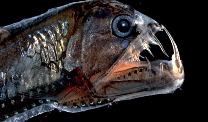 Рыба-гадюка (9 фото)