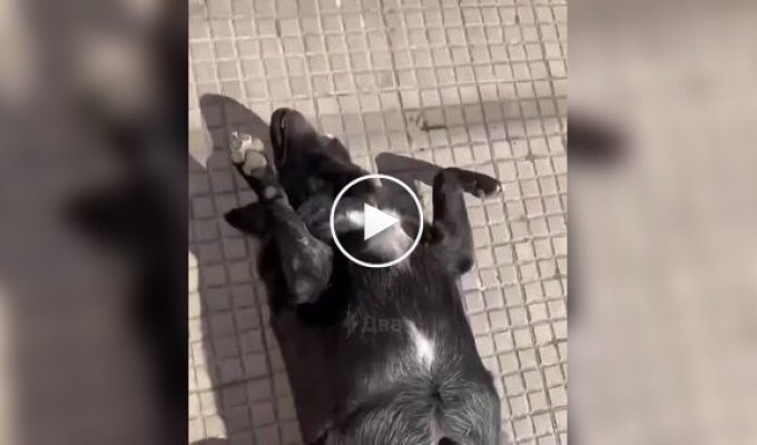 Собака принимает солнечные ванны