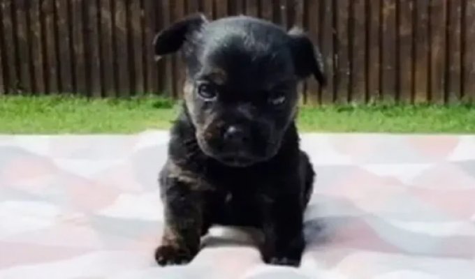 Woman showed what grew out of a "purebred" French bulldog for 700 euros (3 photos)