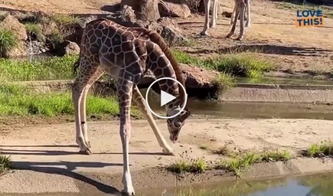 Длинные ноги мешают детенышу жирафа попить воды