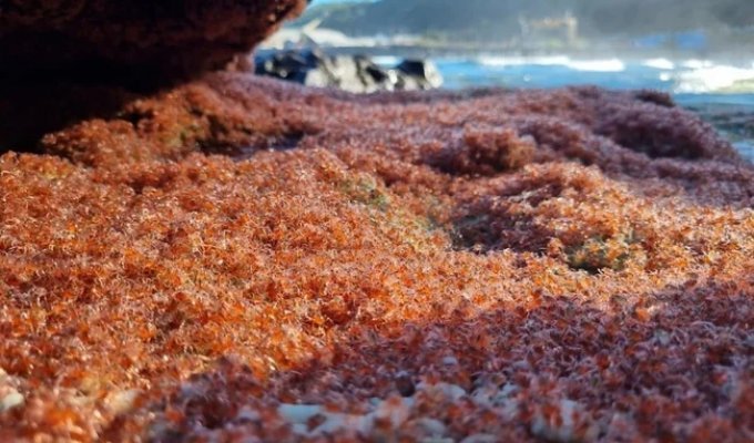 Миллионы детенышей крабов заполонили небольшой остров (4 фото + 1 видео)