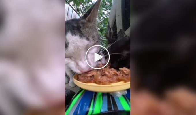 Доставка їжі голодним котикам